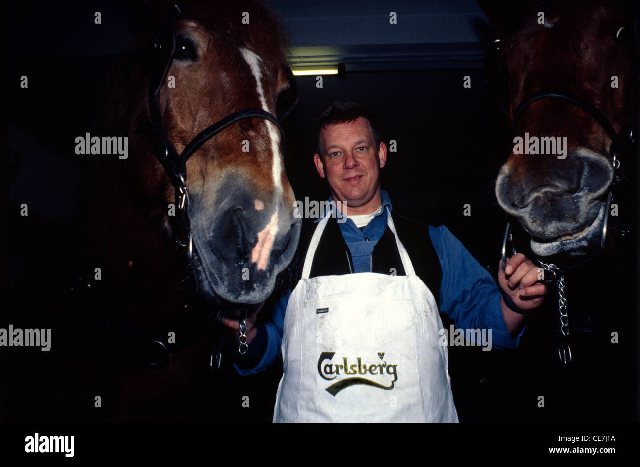 Ein Arbeiter mit Pferden in der Carlsberg-Brauerei Kopenhagen Dänemark Stockfoto Ein Arbeiter mit Pferden in der Carlsberg-Brauerei Kopenhagen Dänemark Stockfoto