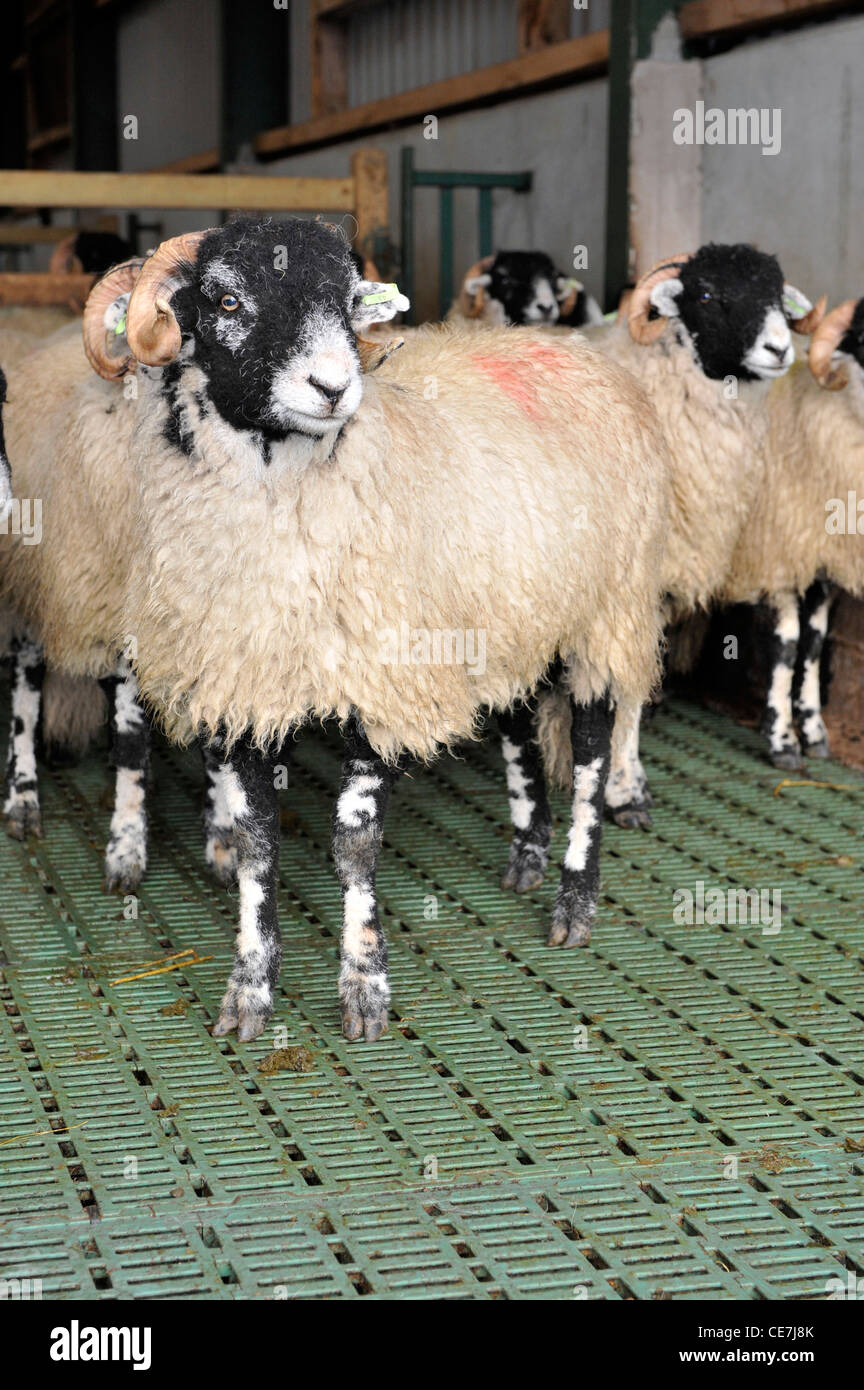 Swaledale Wetter Lämmer in Gebäude mit Spaltenboden zu reinigen. Stockfoto