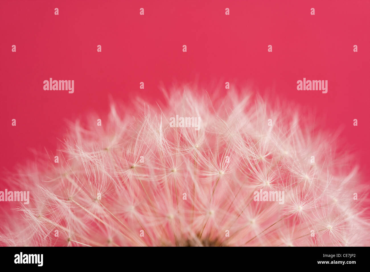 Löwenzahn-Uhr, Taraxacum Officinale, weiß, rot. Stockfoto