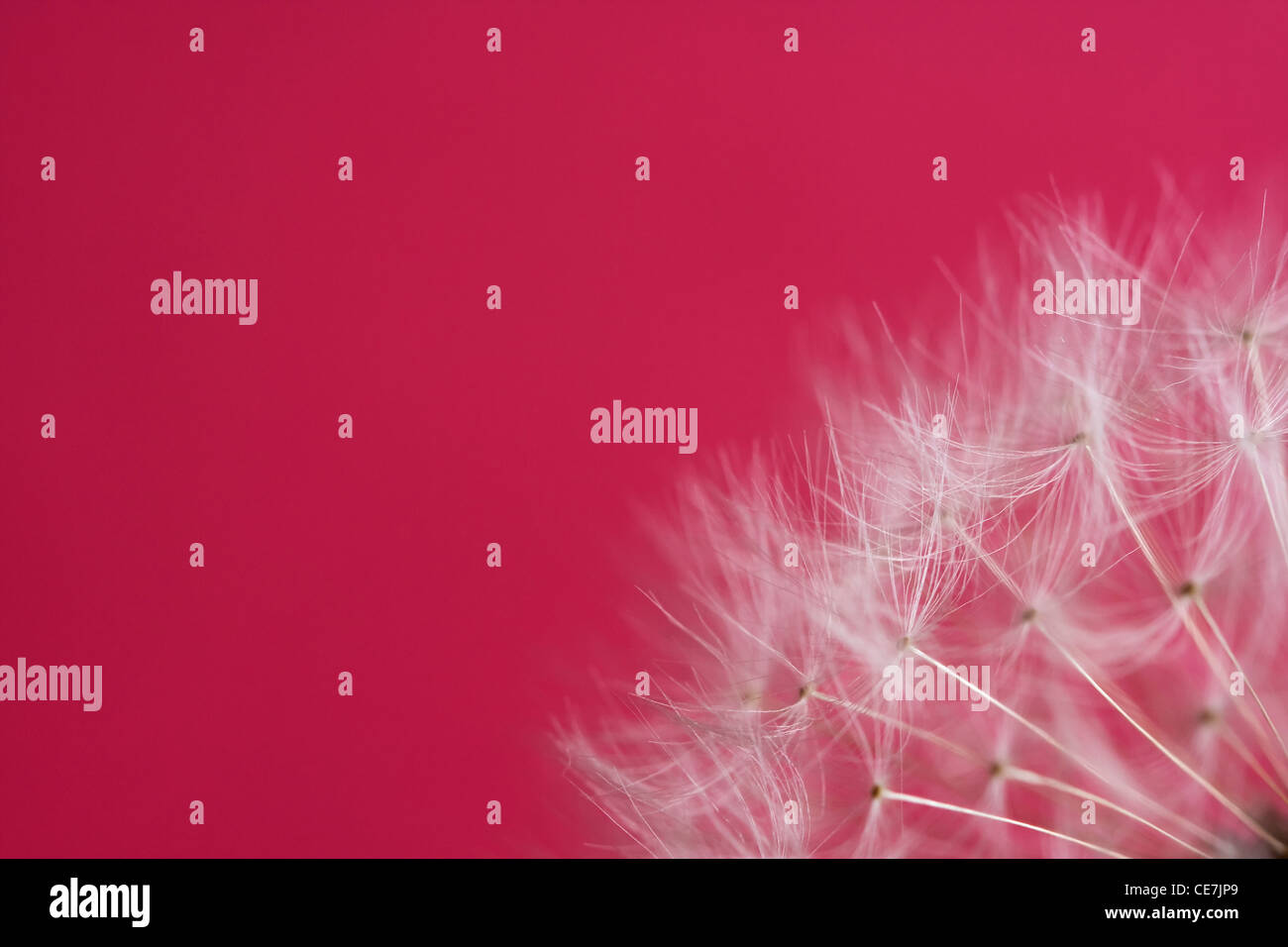 Löwenzahn-Uhr, Taraxacum Officinale, weiß, rot. Stockfoto
