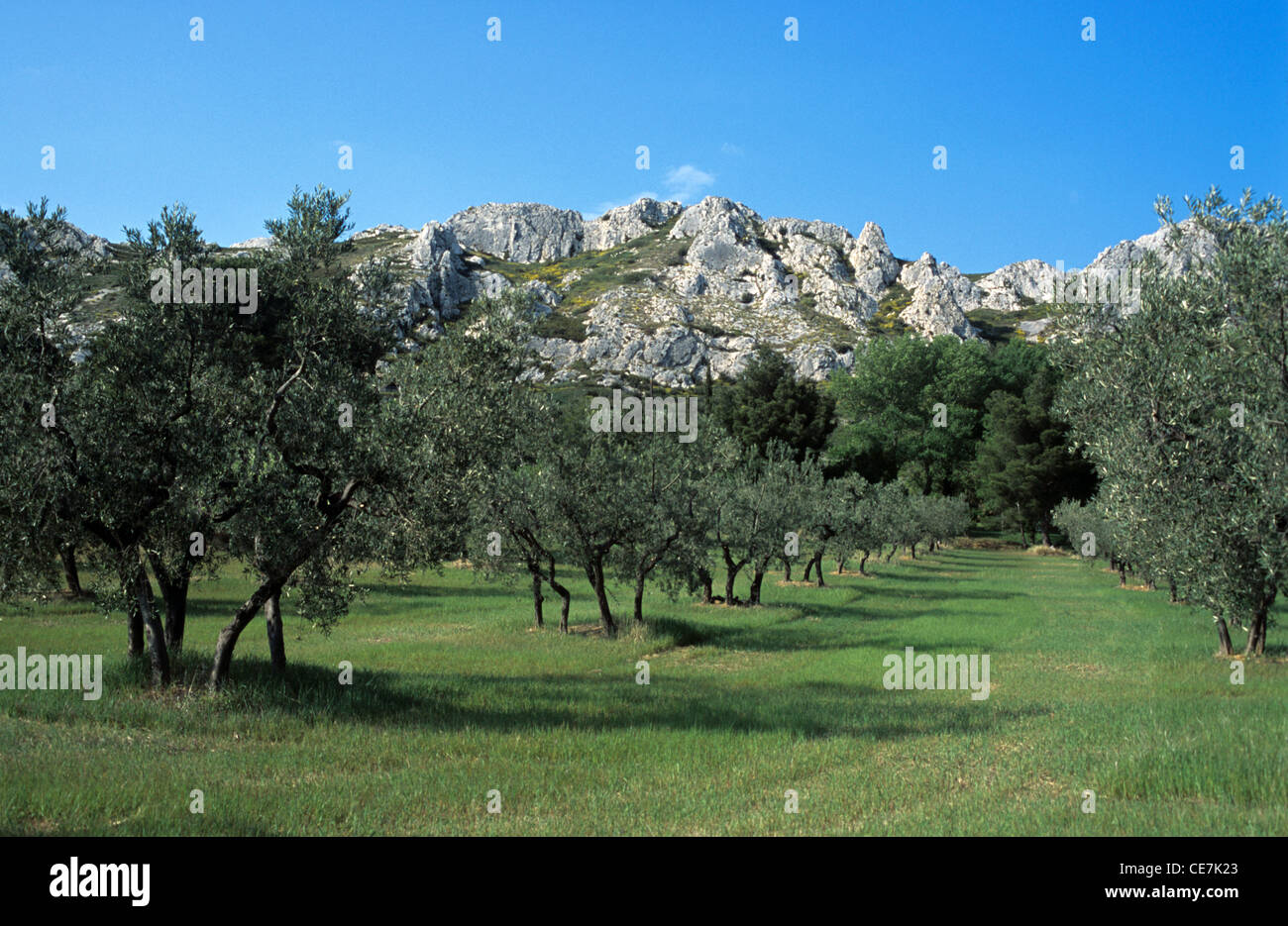 Landschaft von Olivenbäumen Olive Grove oder Plantation & The Alpilles Hills im Alpilles Naturreservat Provence Frankreich Stockfoto