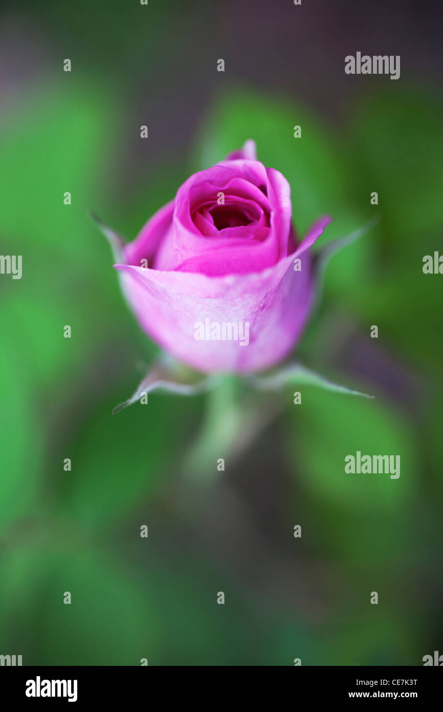 Rose, Wild rose, Hundsrose, grün, Pink, Rosa "Summer Breeze". Stockfoto