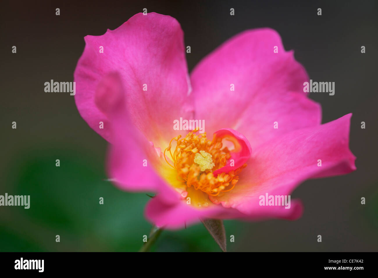 Rose, Wild rose, Hundsrose, Rosa "Summer Breeze", Pink. Stockfoto