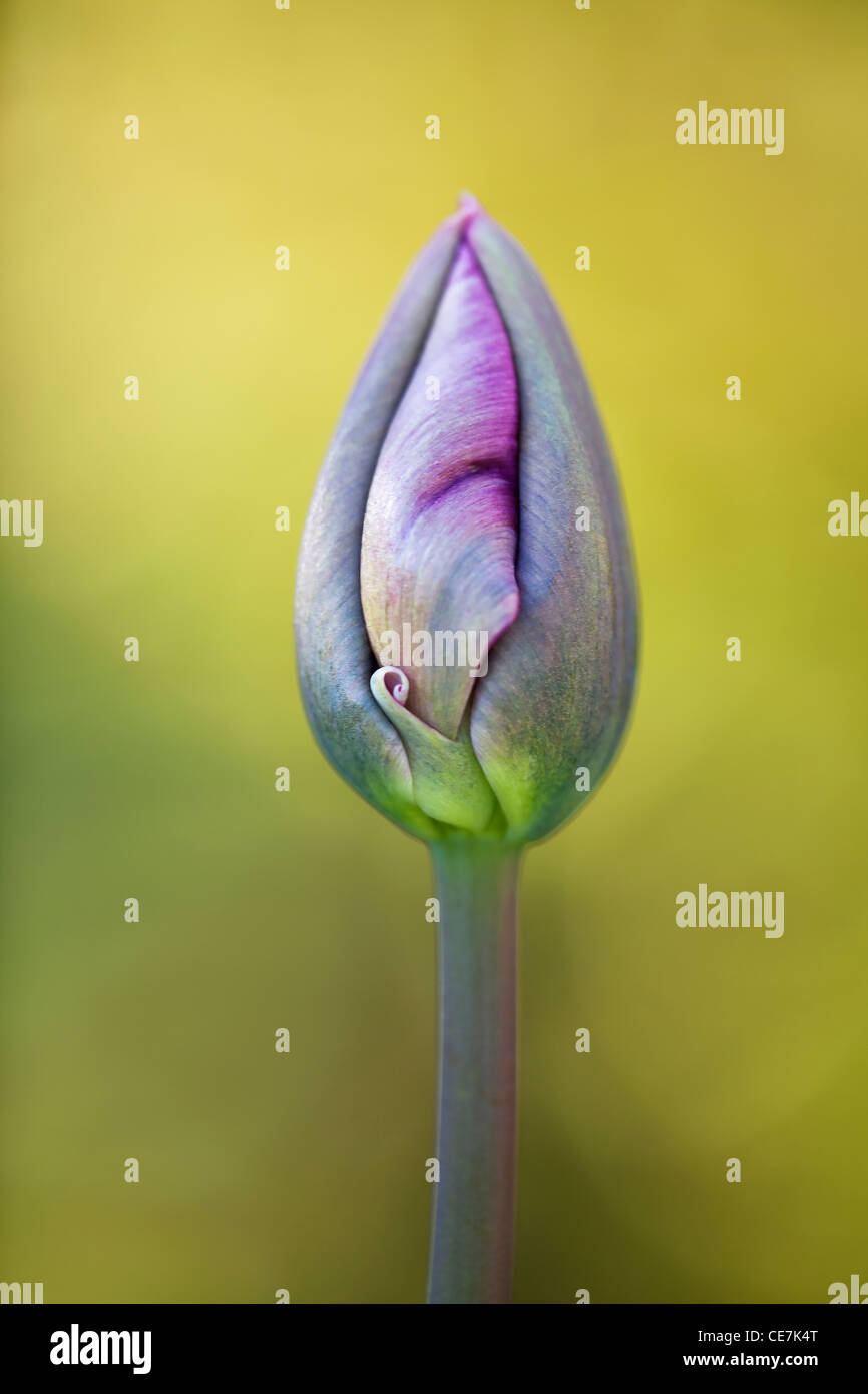 Tulpen, Tulipa 'Queen of Night', lila Blütenknospe öffnen. Stockfoto