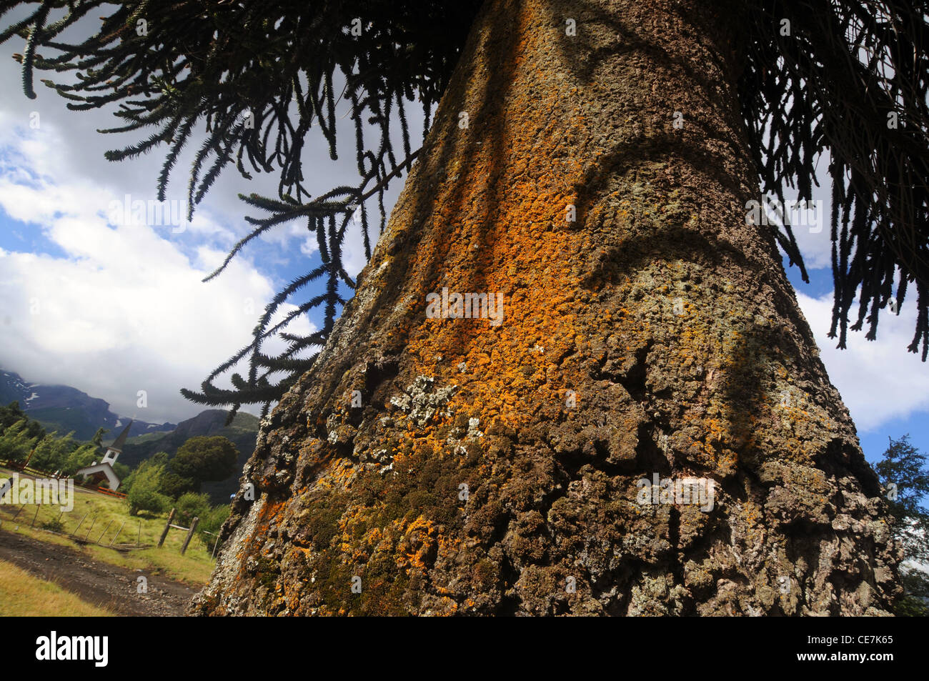 Affe Puzzle Baum (Araucaria Araucana) an der Vorderseite der kleinen Kirche in Paimun, Nationalpark Lanin, Neuquen, Argentinien Stockfoto