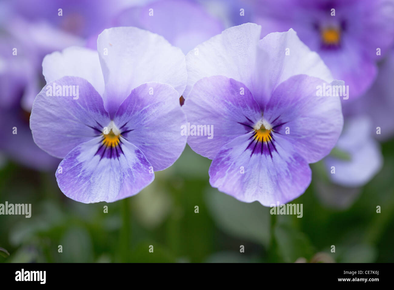 Viola, Viola "Sorbet Ocean Breeze", blau. Stockfoto