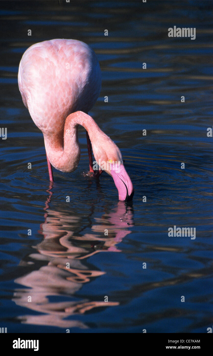 Single Groß Flamingo, Phoenicopterus ruber, Fütterung in Untiefen oder Vaccarès Lake Camargue Provence Frankreich Stockfoto