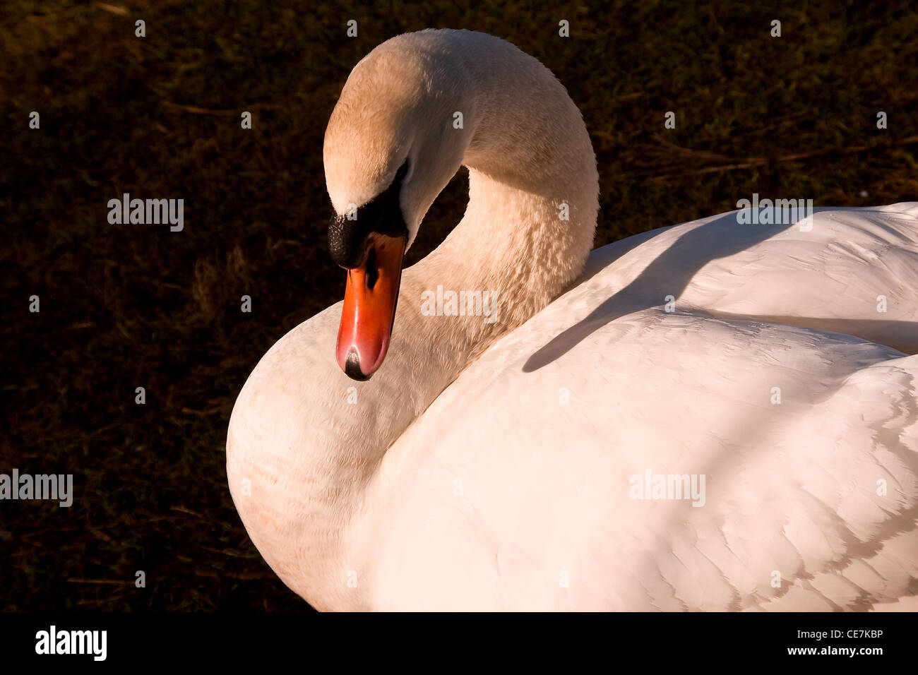 Querformat Hochformat ein Cygnus Olor Schwan zum Entspannen in der Wintersonne in städtischen Dundee, Großbritannien Stockfoto