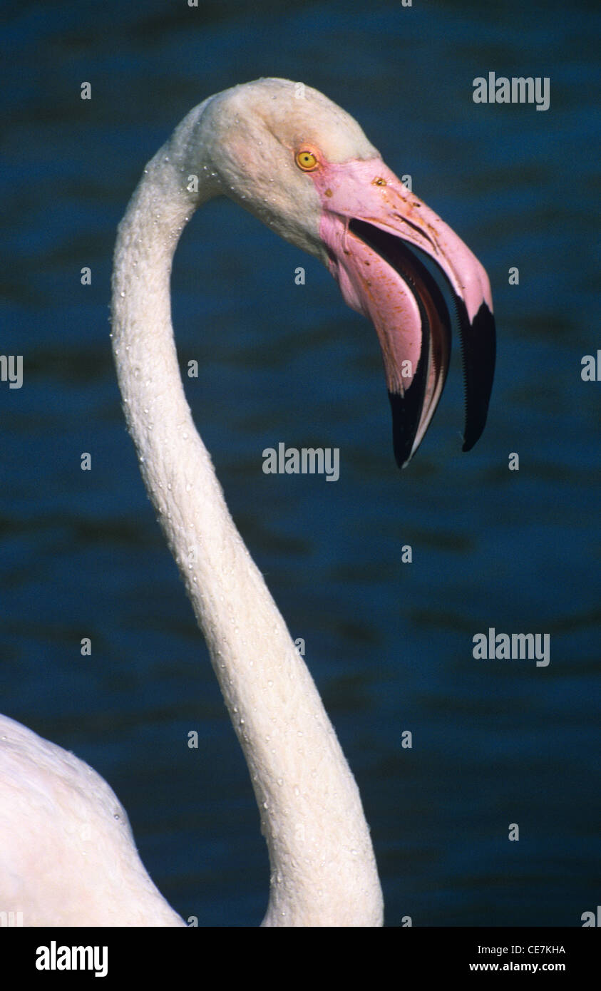 Größere Flamingo, Phoenicopterus ruber, Hals, Kopf und Schnabel mit Schnabel Open Calling oder Volcalizing, Camargue, Provence, Frankreich Stockfoto