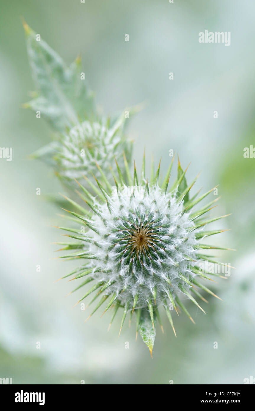 Distel, Scotch Thistle, Eselsdistel Onopordum Acanthium, weiß ...