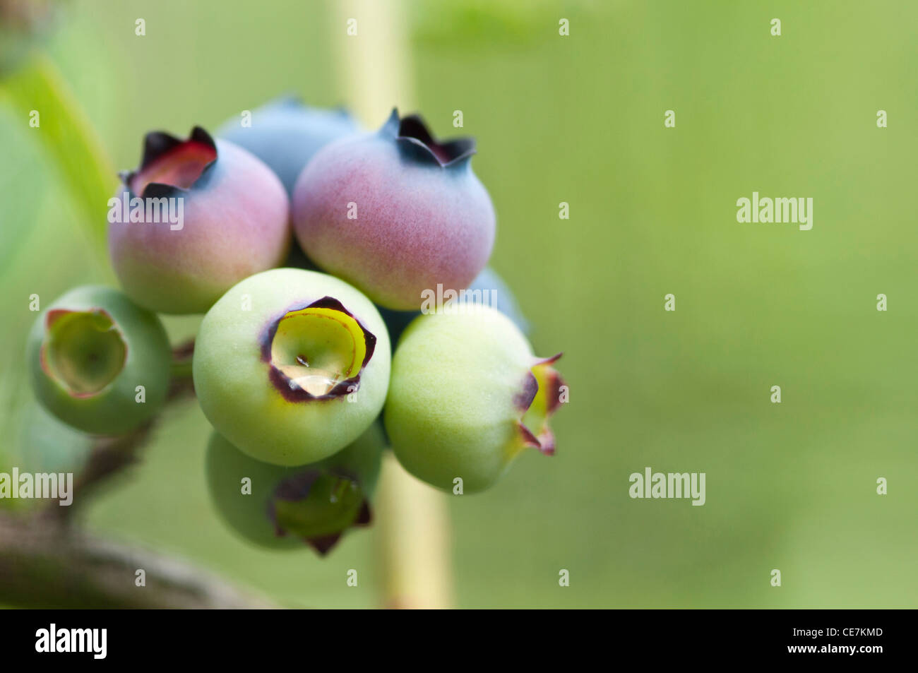 Nahaufnahme der reifen Frucht der Heidelbeere Vaccinium Corymbosum 'Sunrise'. Stockfoto