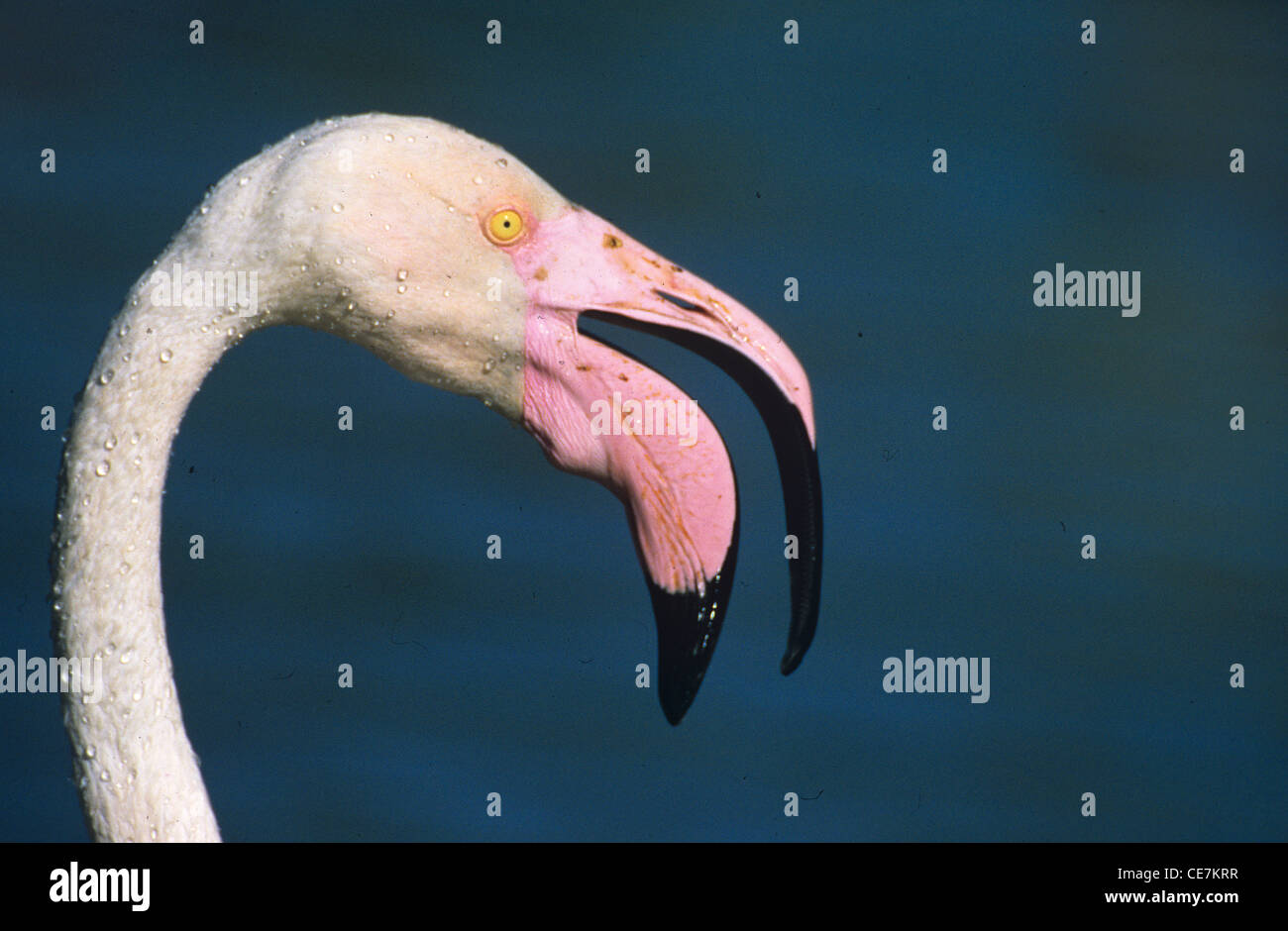 Großer Flamingo, Phoenicopterus ruber, Portrait des einzelnen Vogels mit offenem Schnabel oder Bill Calling oder Vokalisierung, Camargue, Provence, Frankreich Stockfoto