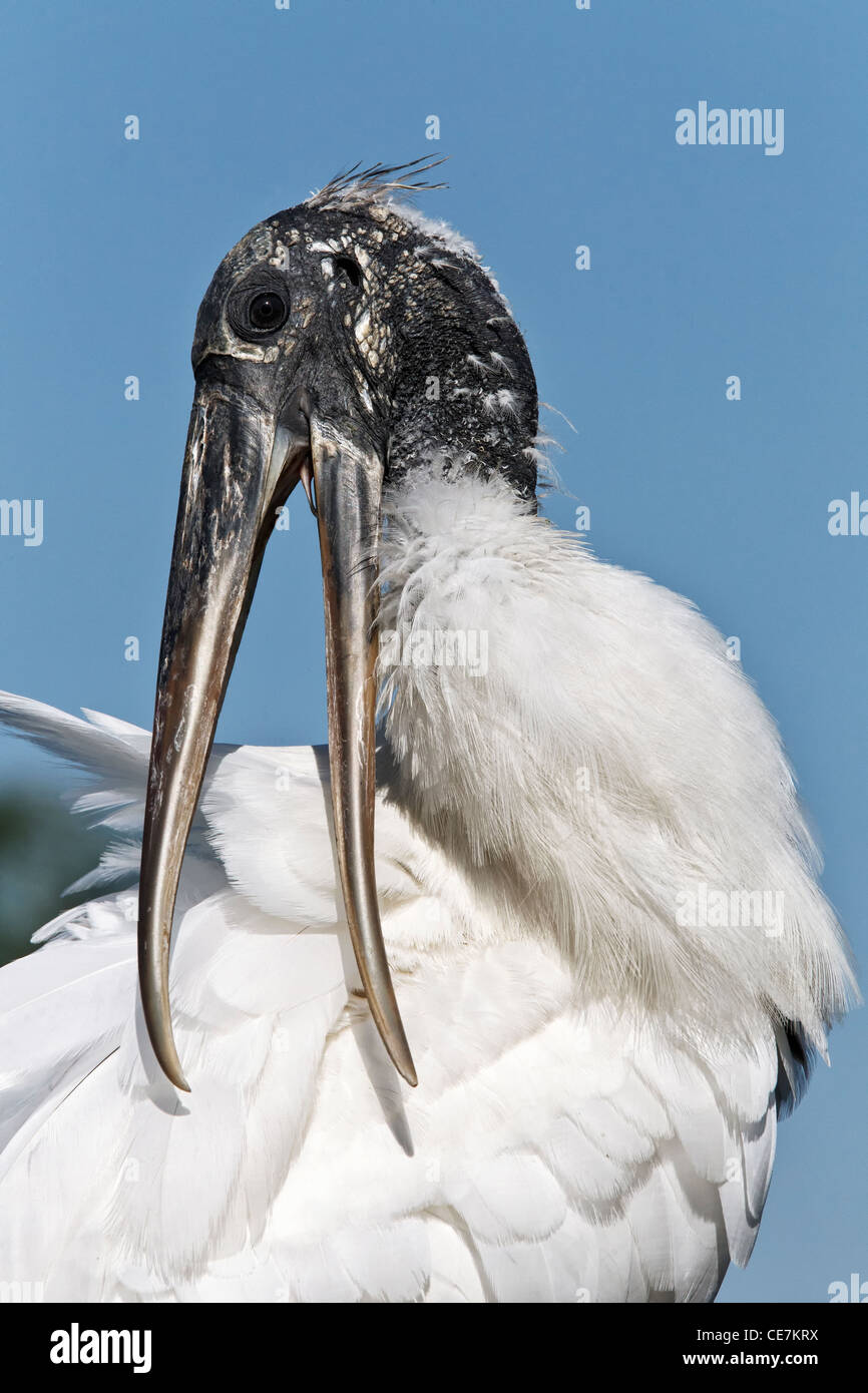 Holz-Storch - Altvogel putzen Stockfoto