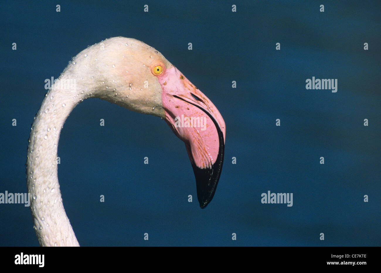 Größere Flamingo, Phoenicopterus Ruber, einzelne Vogel-Porträt von rosa Schnabel oder Bill, Camargue, Provence, Frankreich Stockfoto