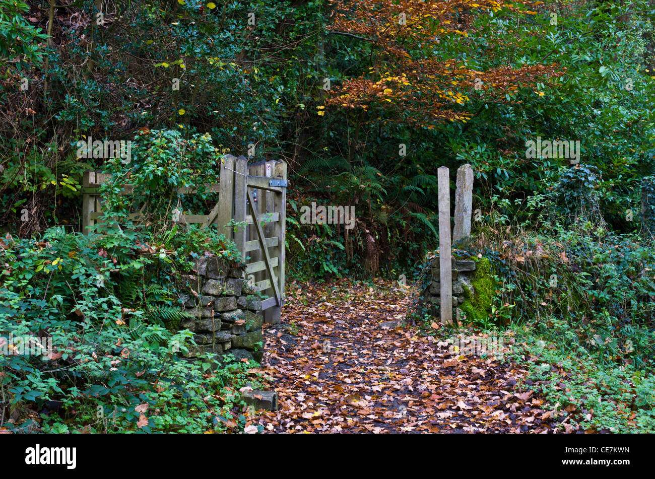 Aberlleiniog, Anglesey, Wales. Pfad durch den Wald im Herbst Stockfoto