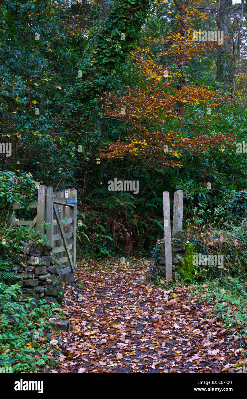 Aberlleiniog Wald, Anglesey. Einen Pfad durch den Wald im Herbst Stockfoto