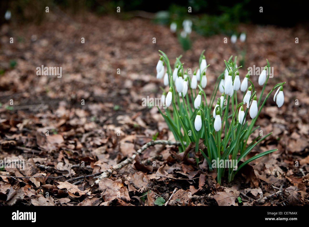 Schneeglöckchen platzen durch auf begrünten Boden im Januar, schwer mit weißen Blüten. Stockfoto