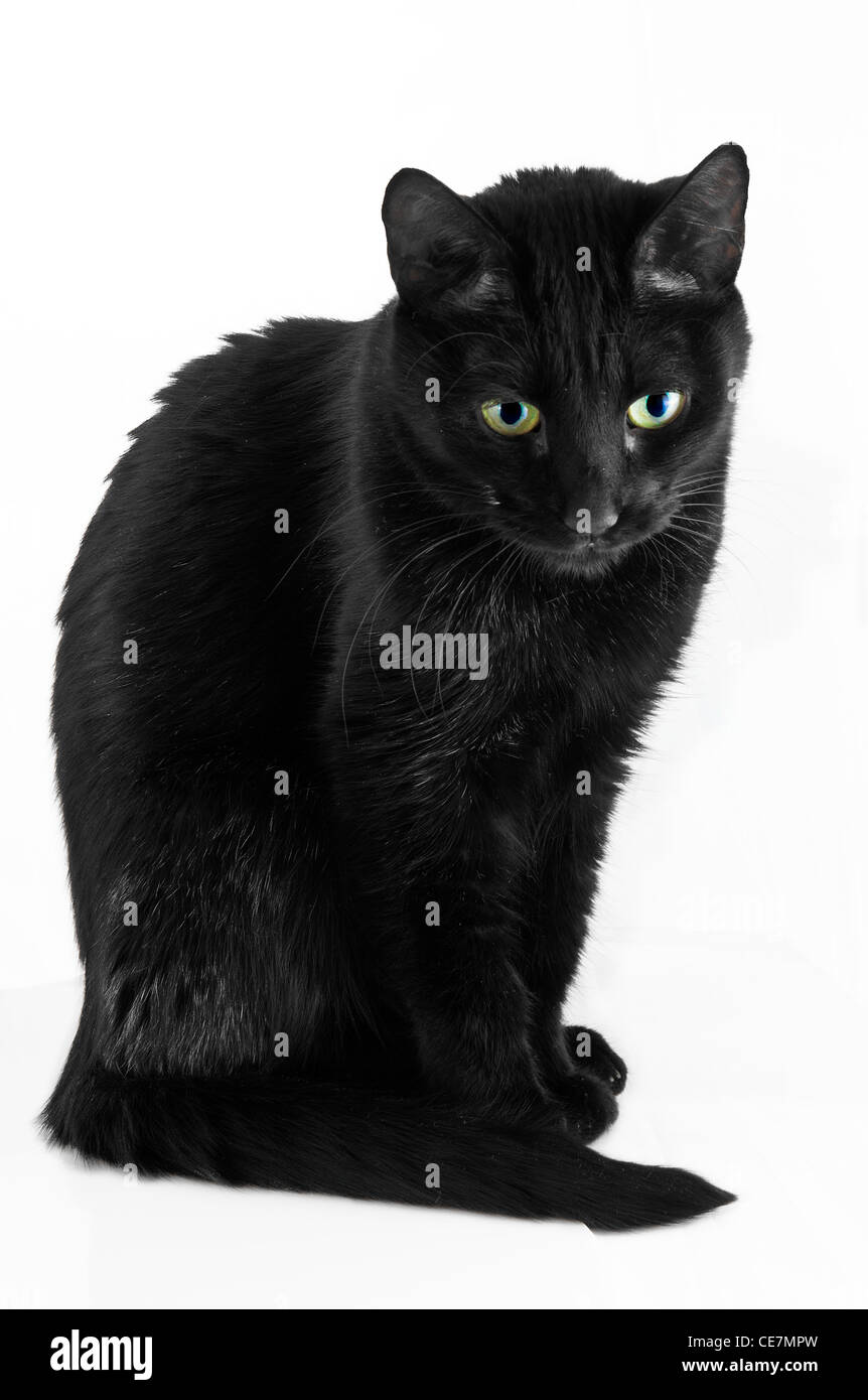 Eine Nahaufnahme der schwarze Katze denken Porträt vor weißem Hintergrund Stockfoto