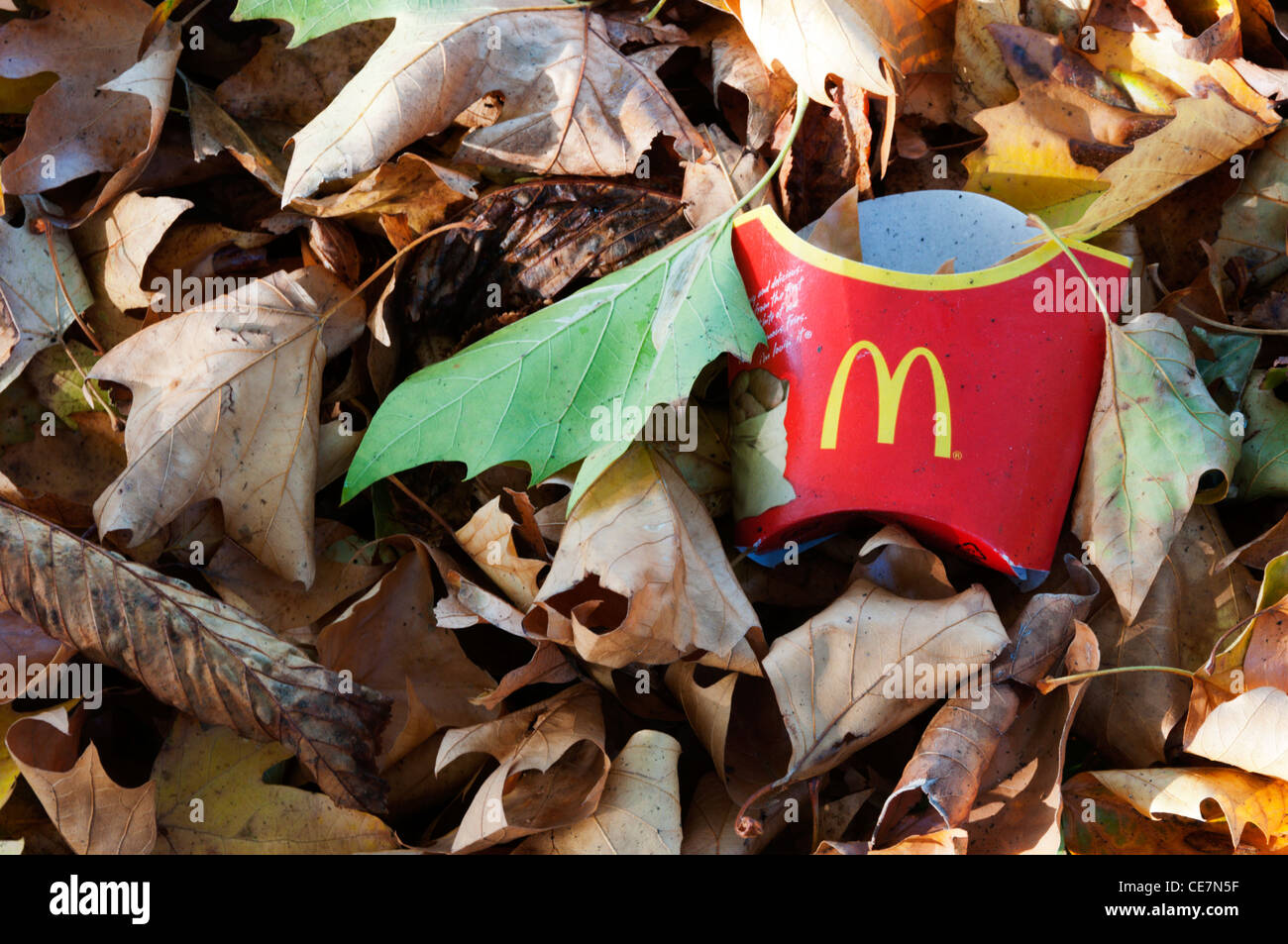 McDonalds-Karton-Müll im Herbst Blätter. Stockfoto