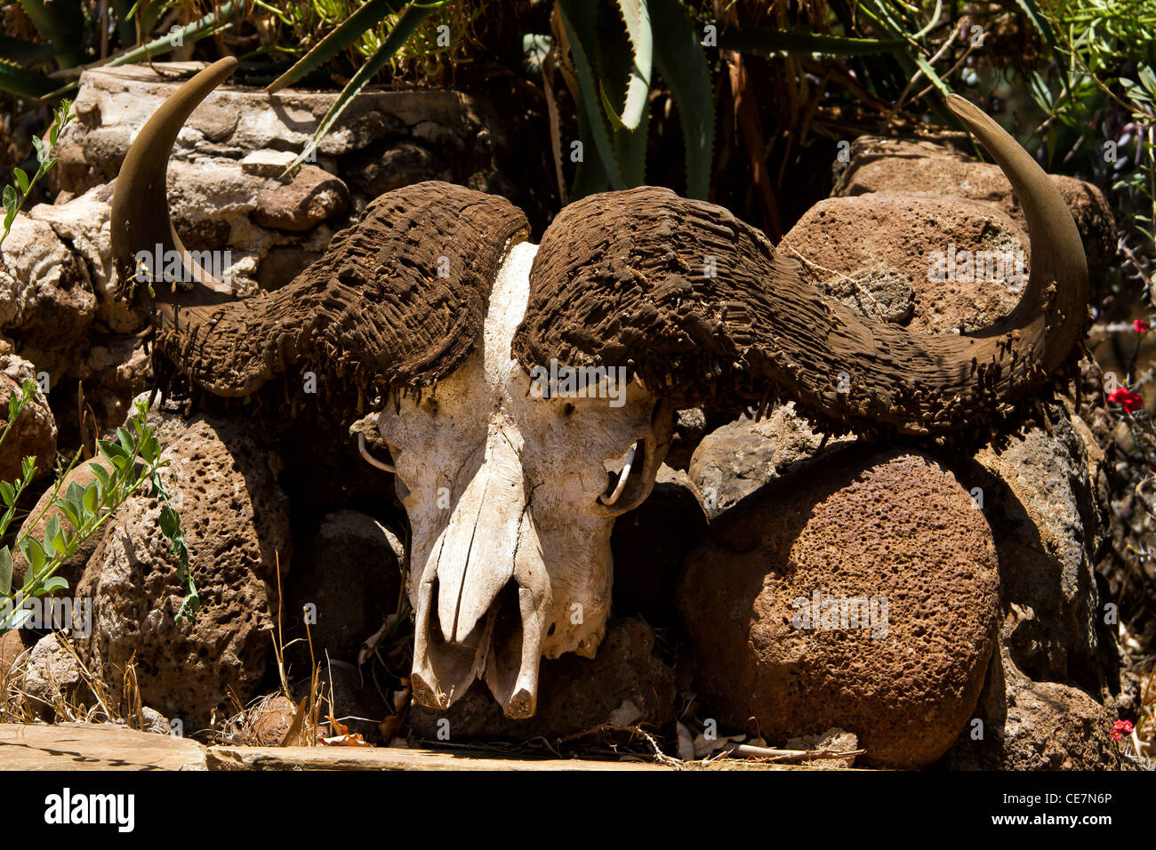 Wasserbüffel Schädel in amboseli Stockfoto