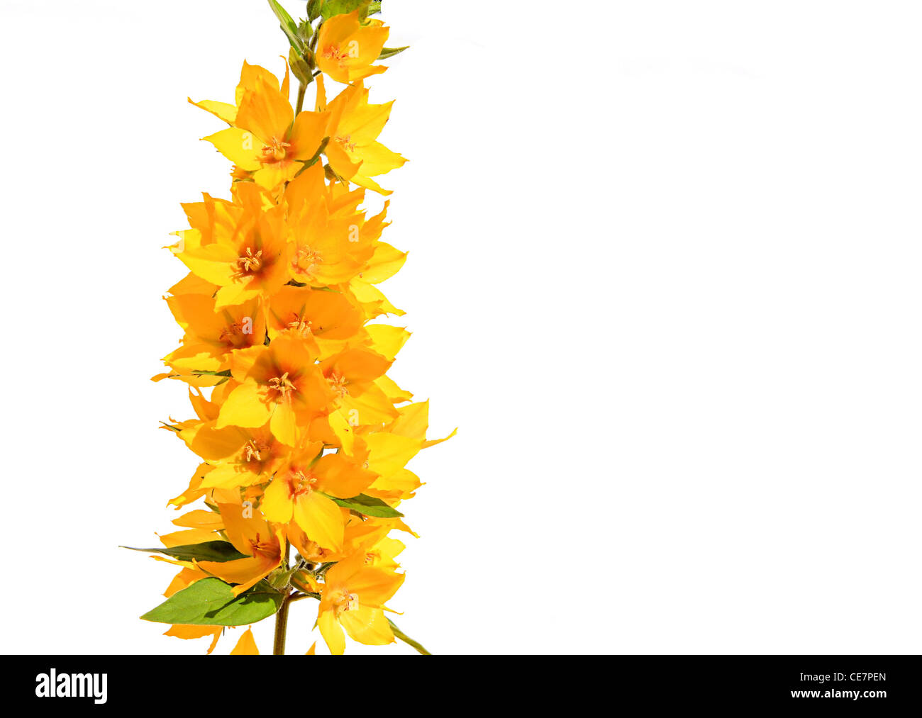 gelbe Blume auf weißem Hintergrund Stockfoto