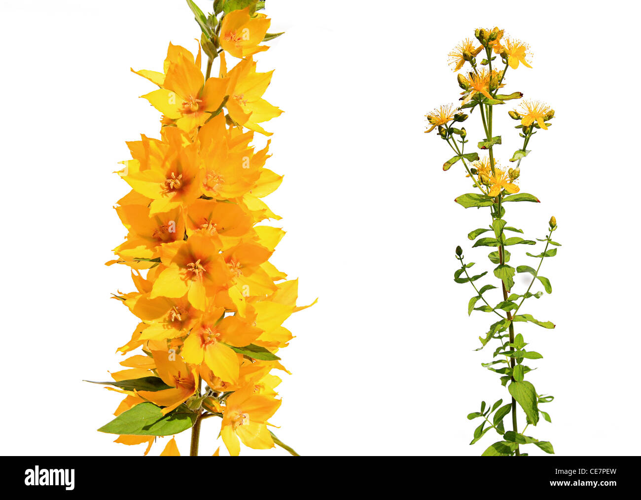 gelbe Blume auf weißem Hintergrund Stockfoto