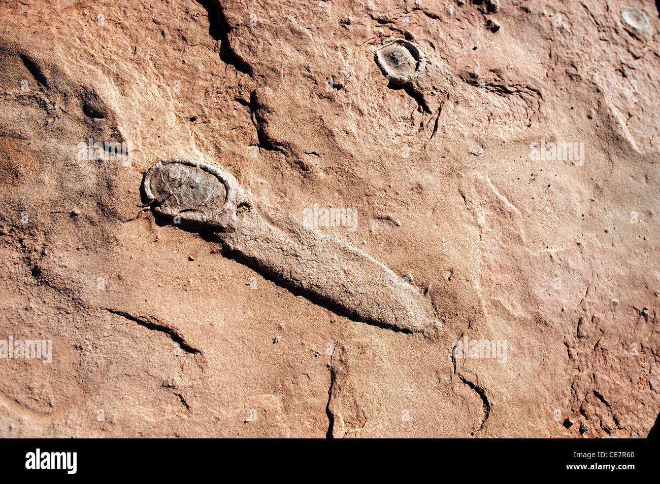 Versteinerte Dinosauriereier. Das Ei im Vordergrund brach und verschmiert vor der Versteinerung, in der Nähe von Tuba City, AZ, USA Stockfoto