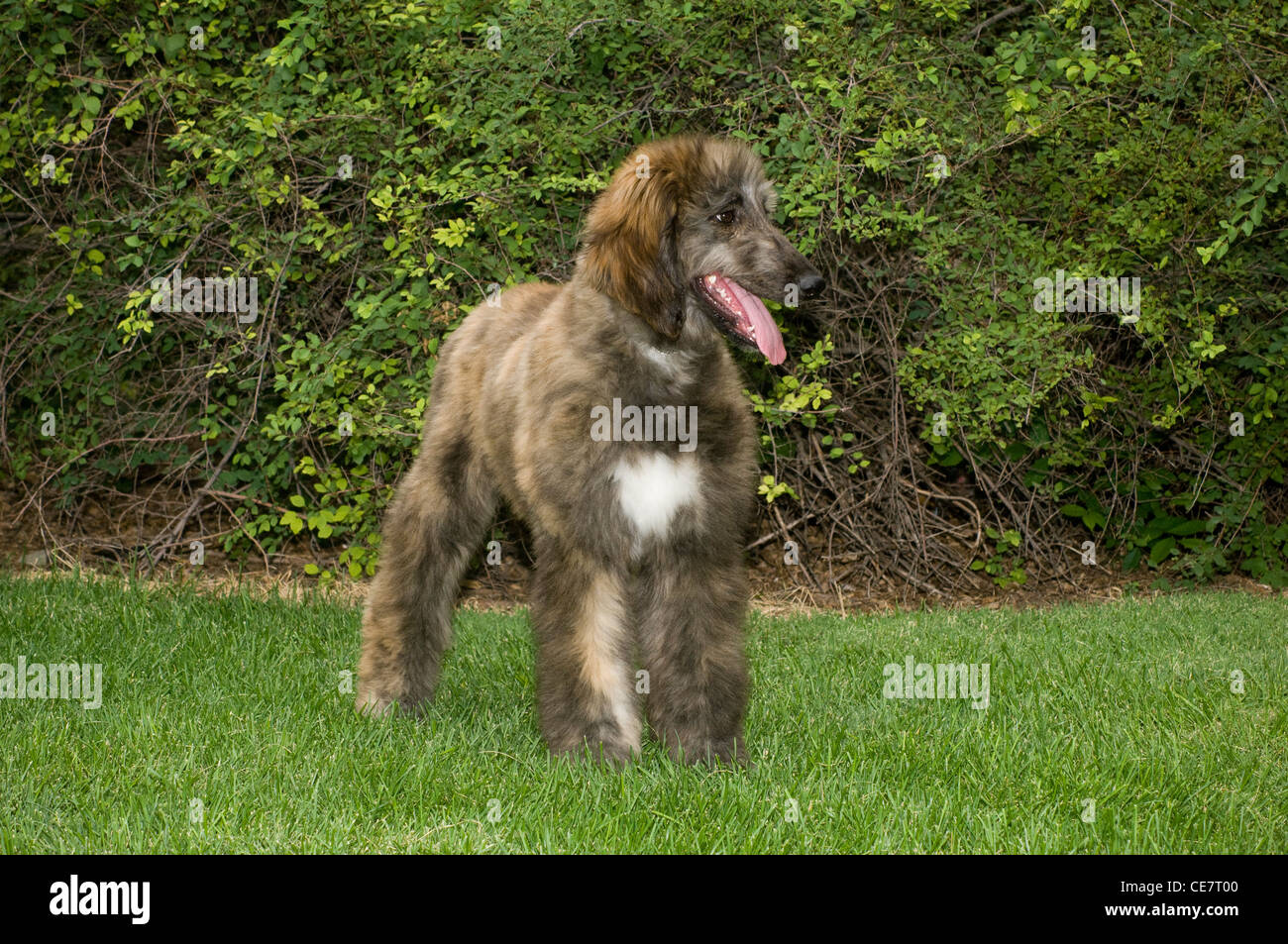 Afghanische Hund stehend Stockfoto