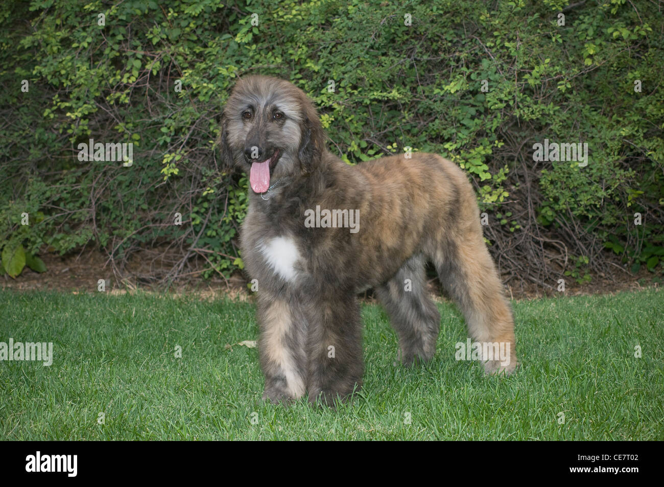 Afghanische Hund stehend Stockfoto