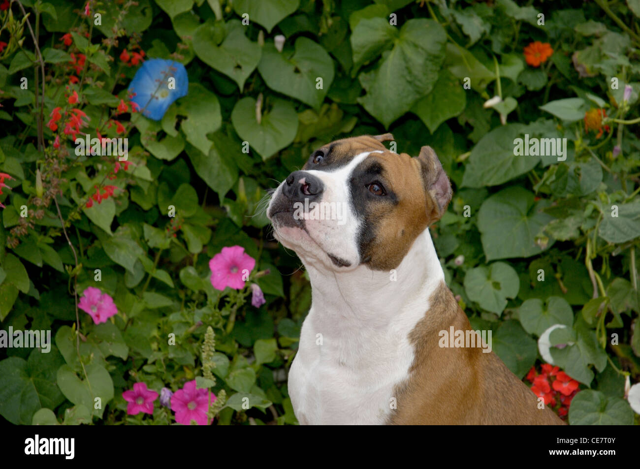 Amerikanischer Staffordshire-Terrier-Kopf geschossen Stockfoto