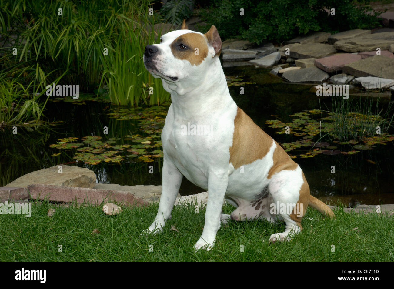 Amerikanischer Staffordshire-Terrier sitzend Stockfoto