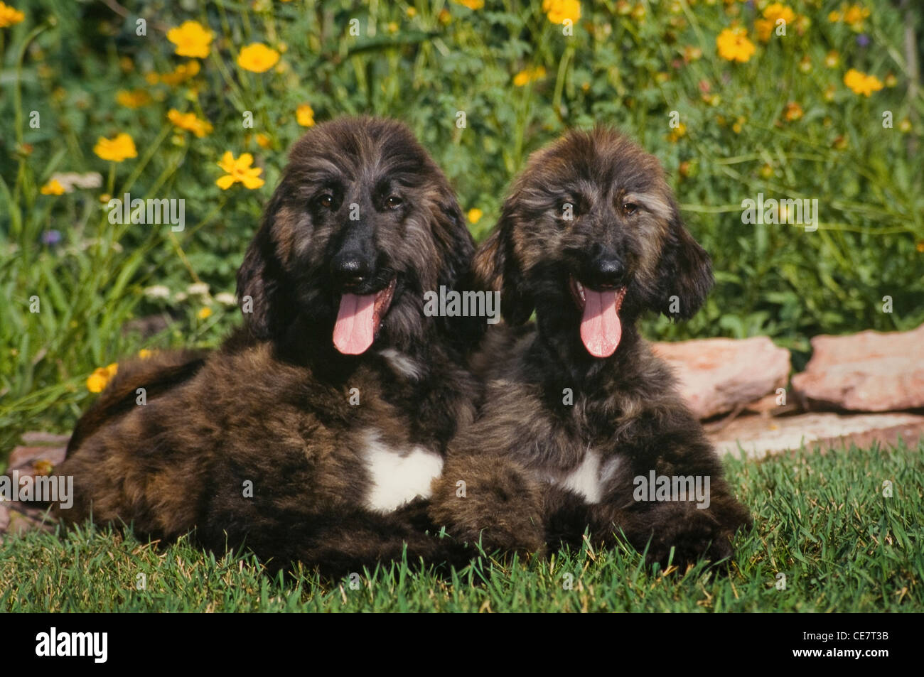 Afghanische Hunde zusammen liegend Stockfoto