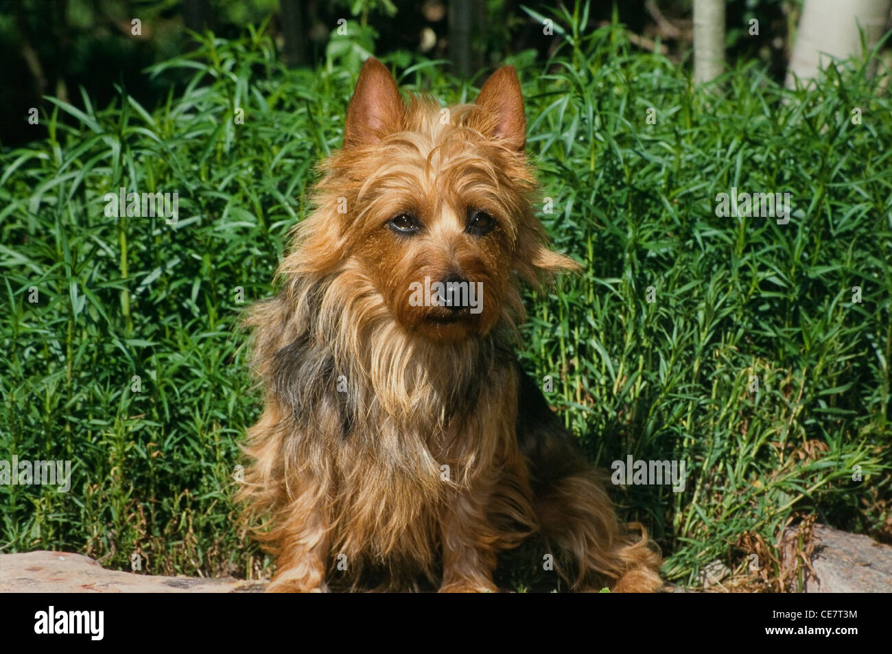 Australian Terrier sitzend Stockfoto