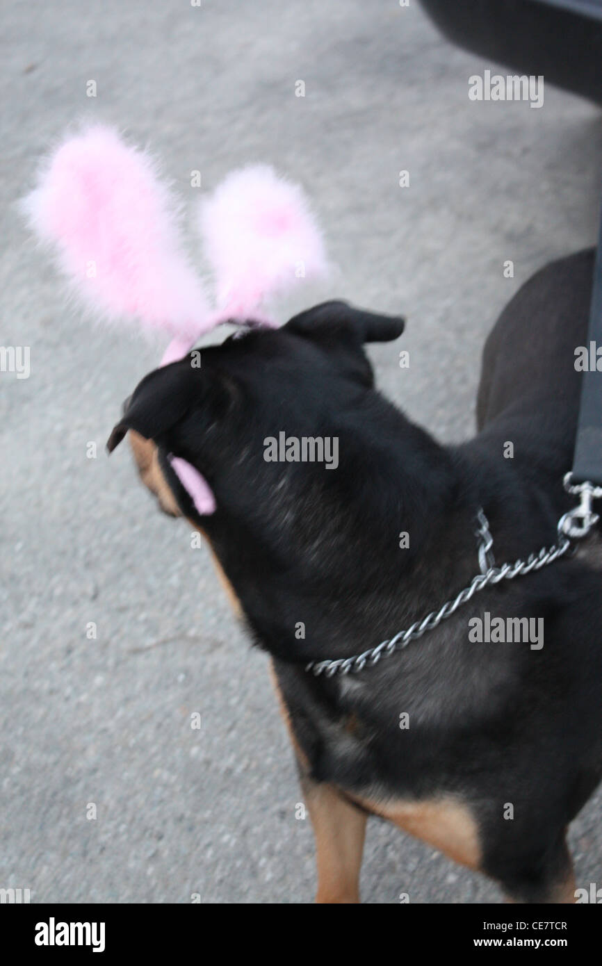 Ein Rottweiler mix Hund bereit für Ostern mit seiner rosa Hasenohren Stockfoto