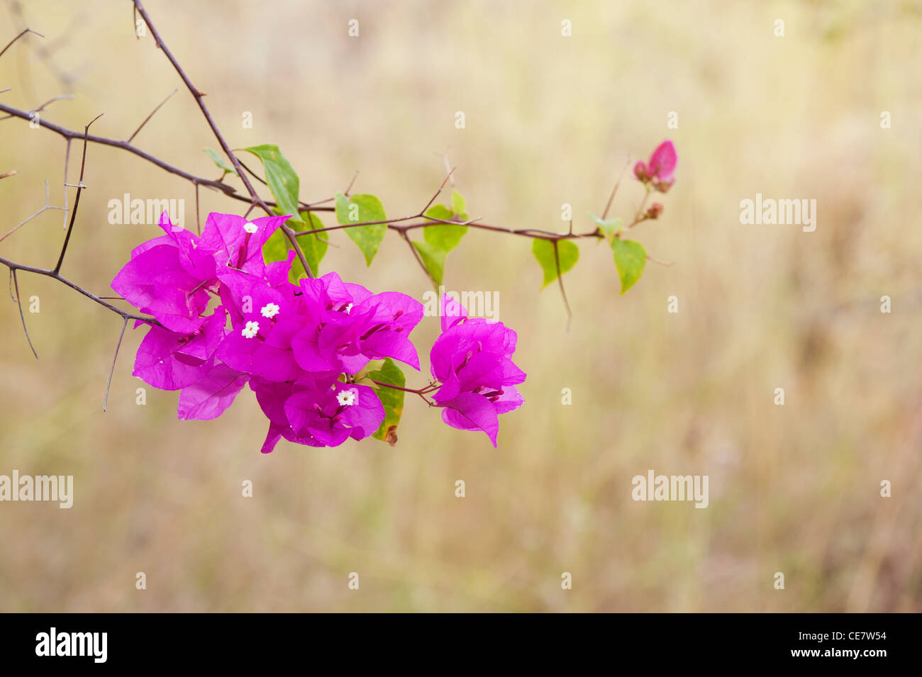 Bougainvillea Californica. Große bougainvillea Kleine weiße Blüten und violetten Hochblätter. Indien Stockfoto