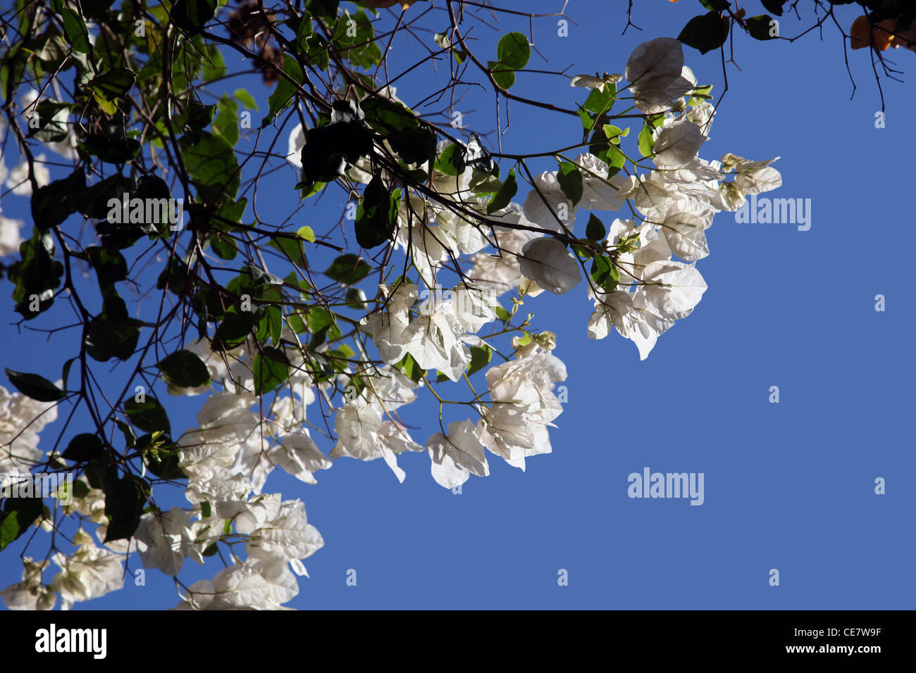 Schöne bunte tropische Bougainvillea Blume von der Sonne beschienen Stockfoto