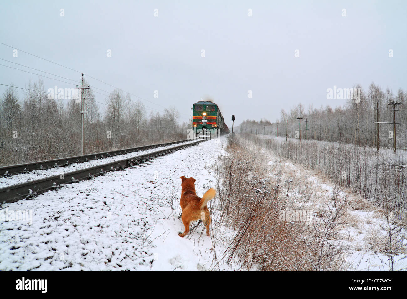 Rothaarige Hund wird Zug angreifen. Stockfoto