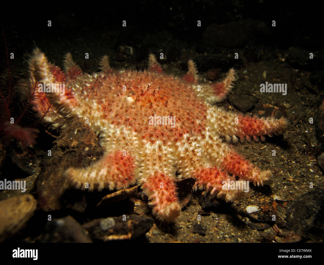 gemeinsamen sunstar Stockfoto