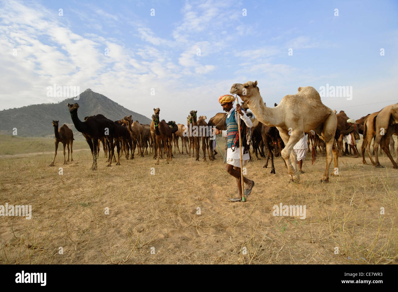 Eine Gruppe von Kamelen in der Wüste von Pushkar jährliche Camel Fair in Rajasthan, Indien. Stockfoto