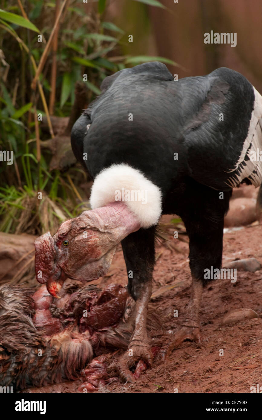 Anden-Kondor Vultur Kondor Stockfoto