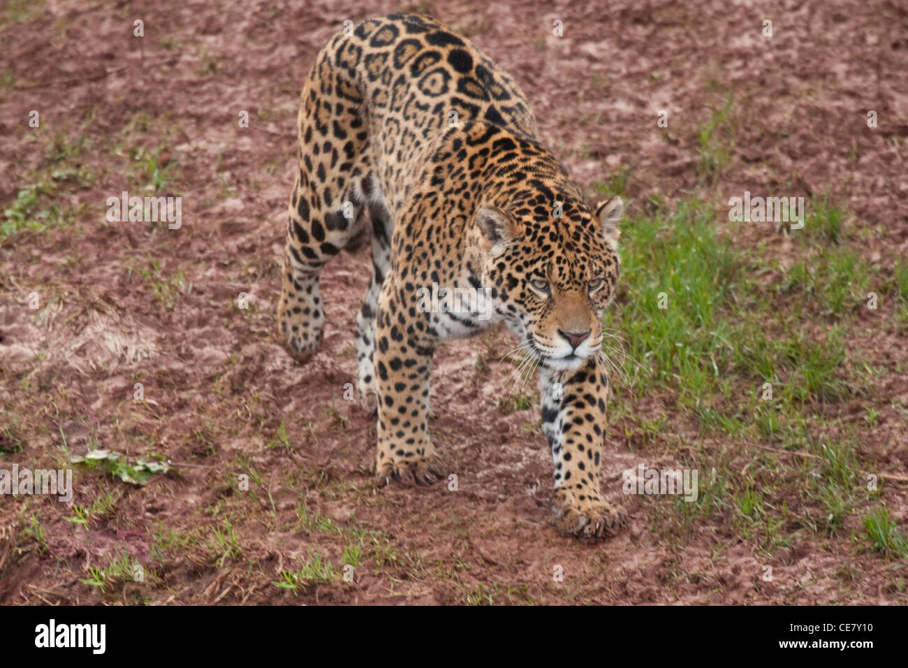 Jaguar Panthera Onca auf der Pirsch Stockfoto