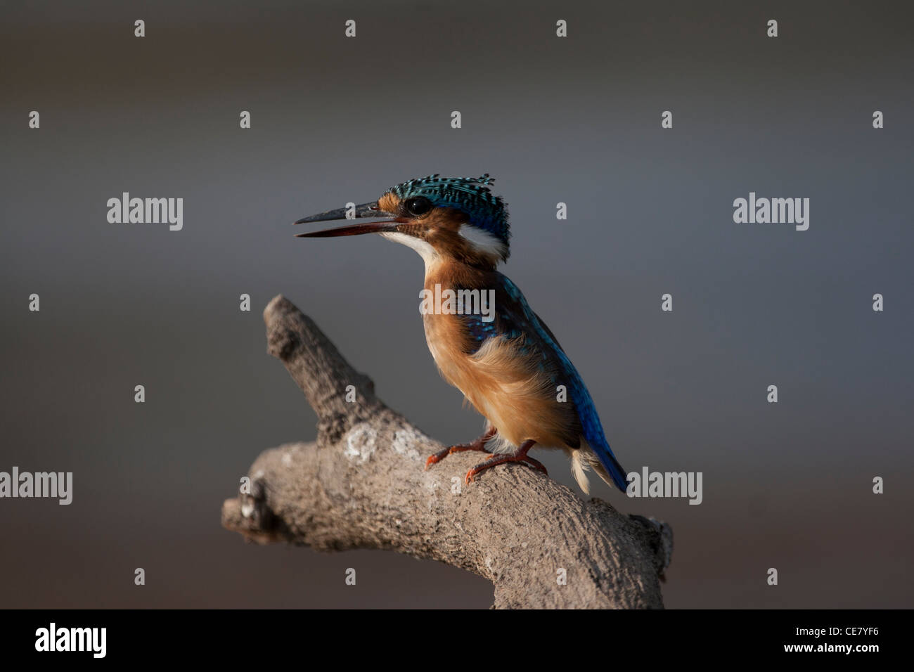 Unreife Malachit Kingfisher thront auf einem Ast.  Alcedo cristata Stockfoto