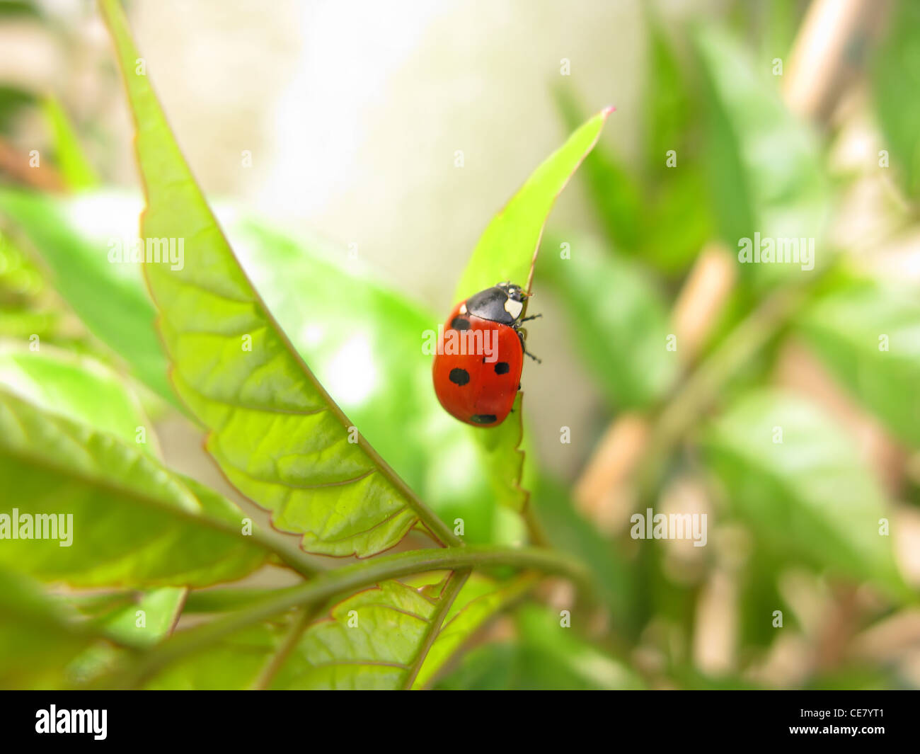 Einen einzigen Marienkäfer in der Natur. Makro Stockfoto