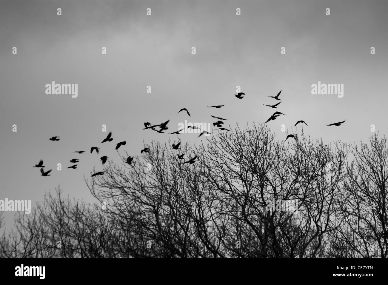 Saatkrähen oder Krähen fliegen um eine Kolonie in einem Wald bei stürmischem Wetter Stockfoto