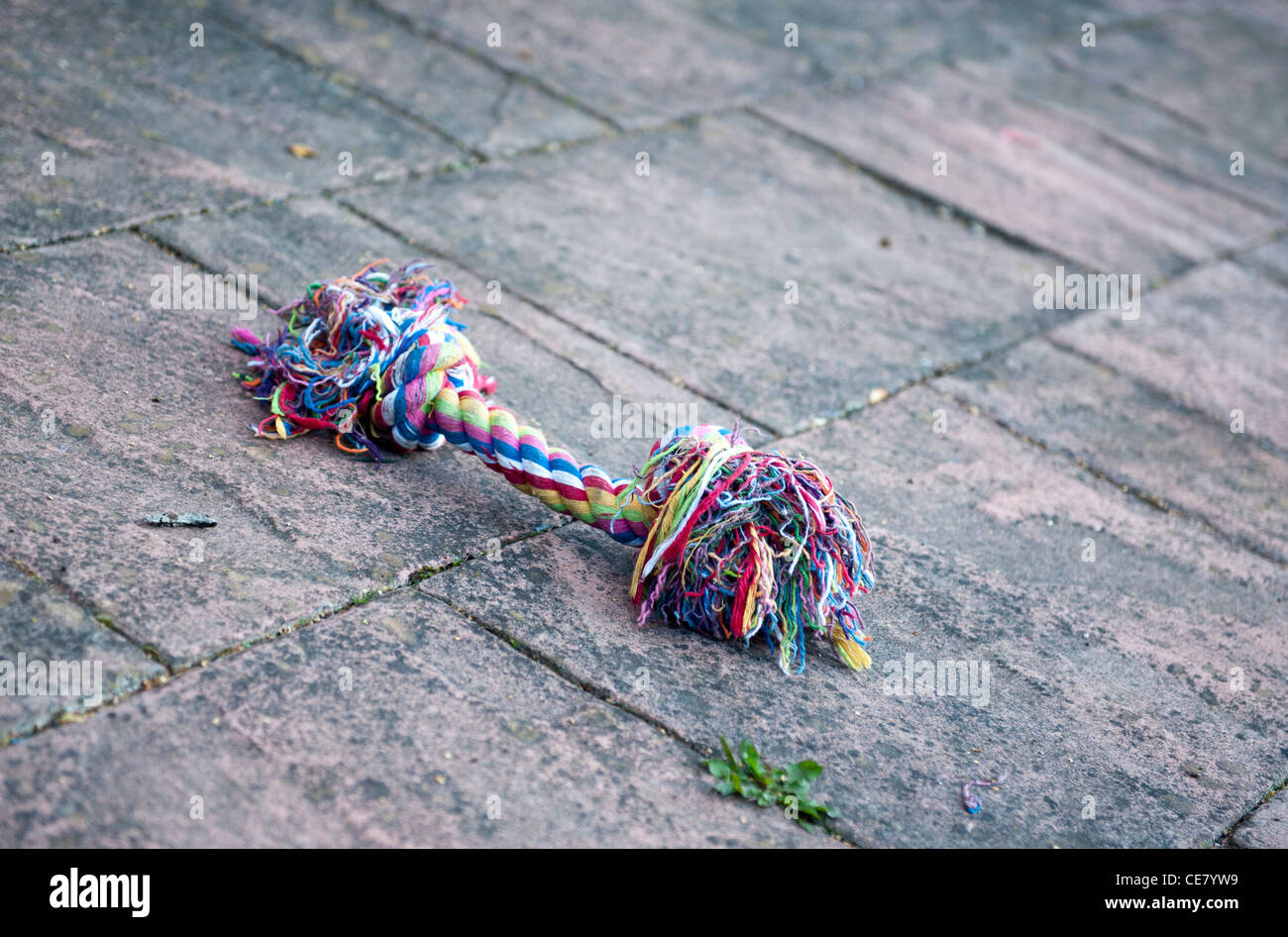 bunte Hund Kauspielzeug Stockfoto