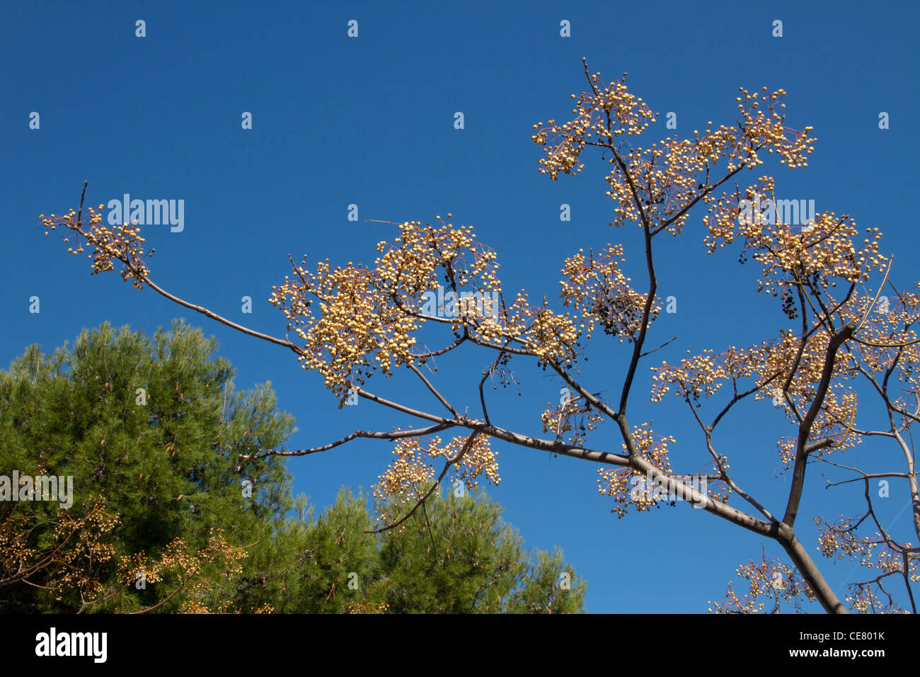 blühender Baum Frühling am blauen Himmel Stockfoto