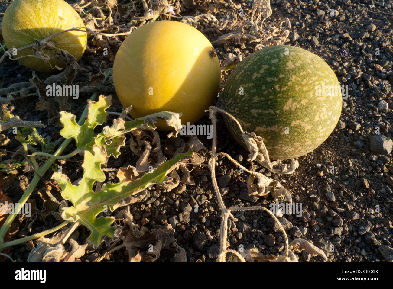 Bittere Gurken (Citrullus Colocynthis) Stockfoto