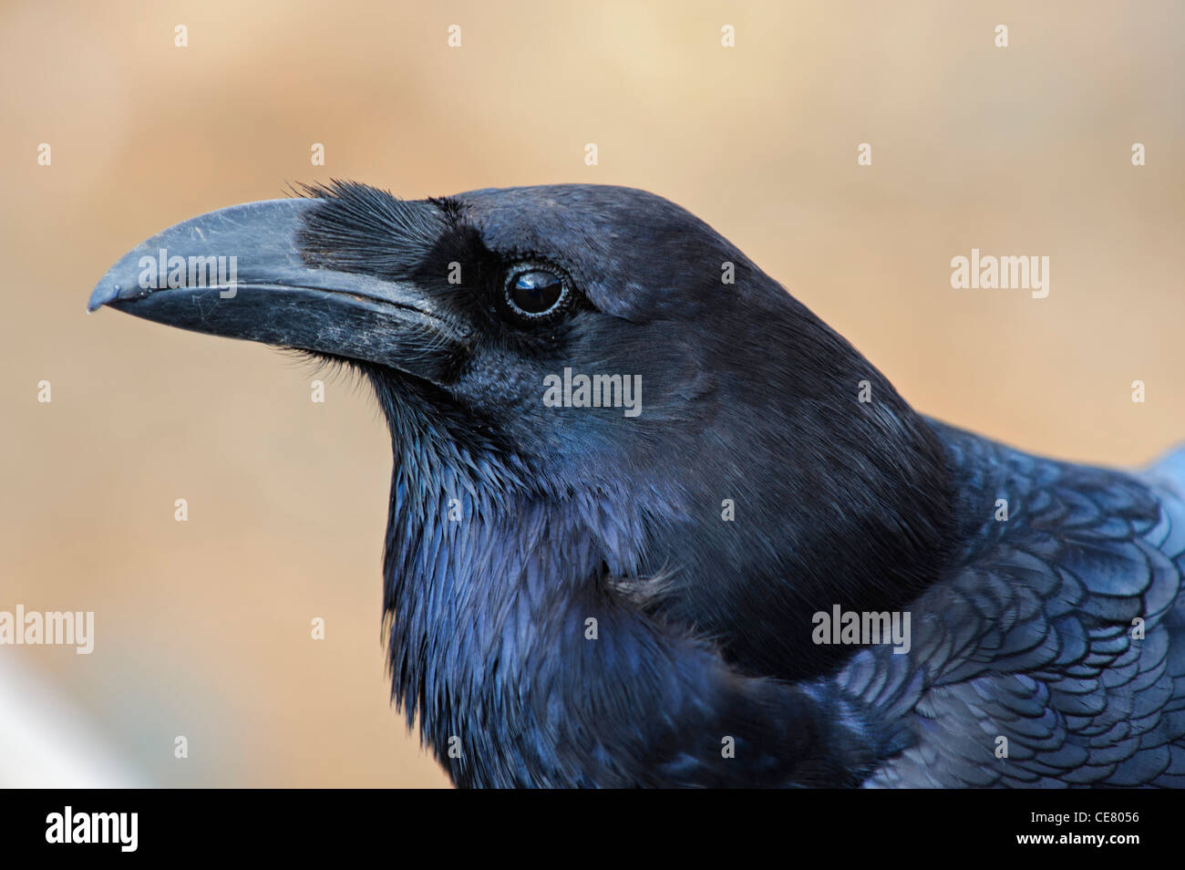 Nördlichen Raven (Corvus Corax Canariensis) Stockfoto