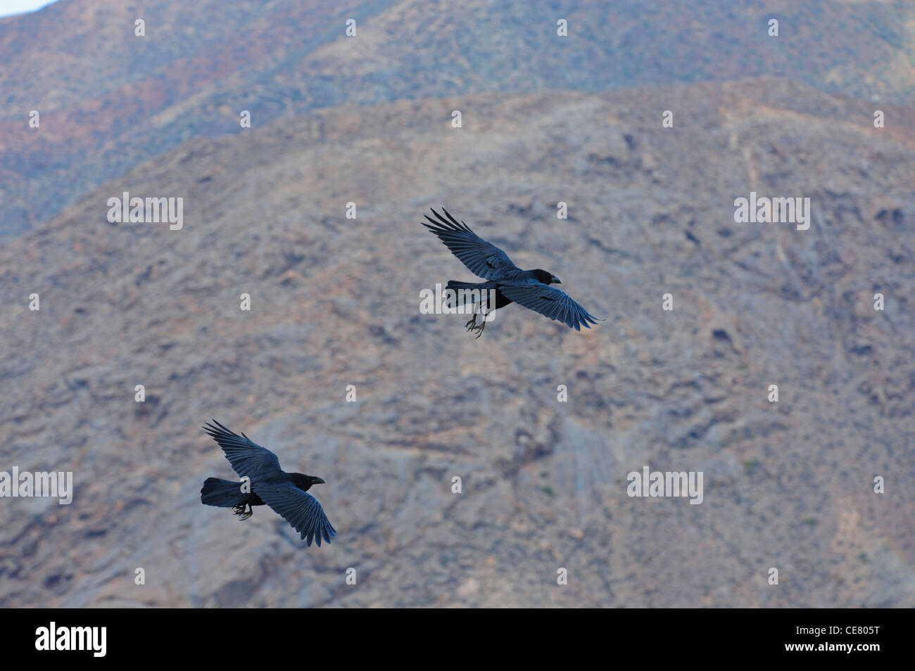 Nördlichen Raven (Corvus Corax Canariensis), im Flug Stockfoto