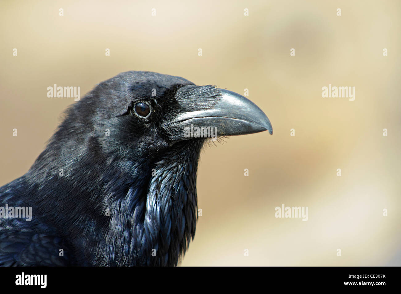 Nördlichen Raven (Corvus Corax Canariensis) Stockfoto